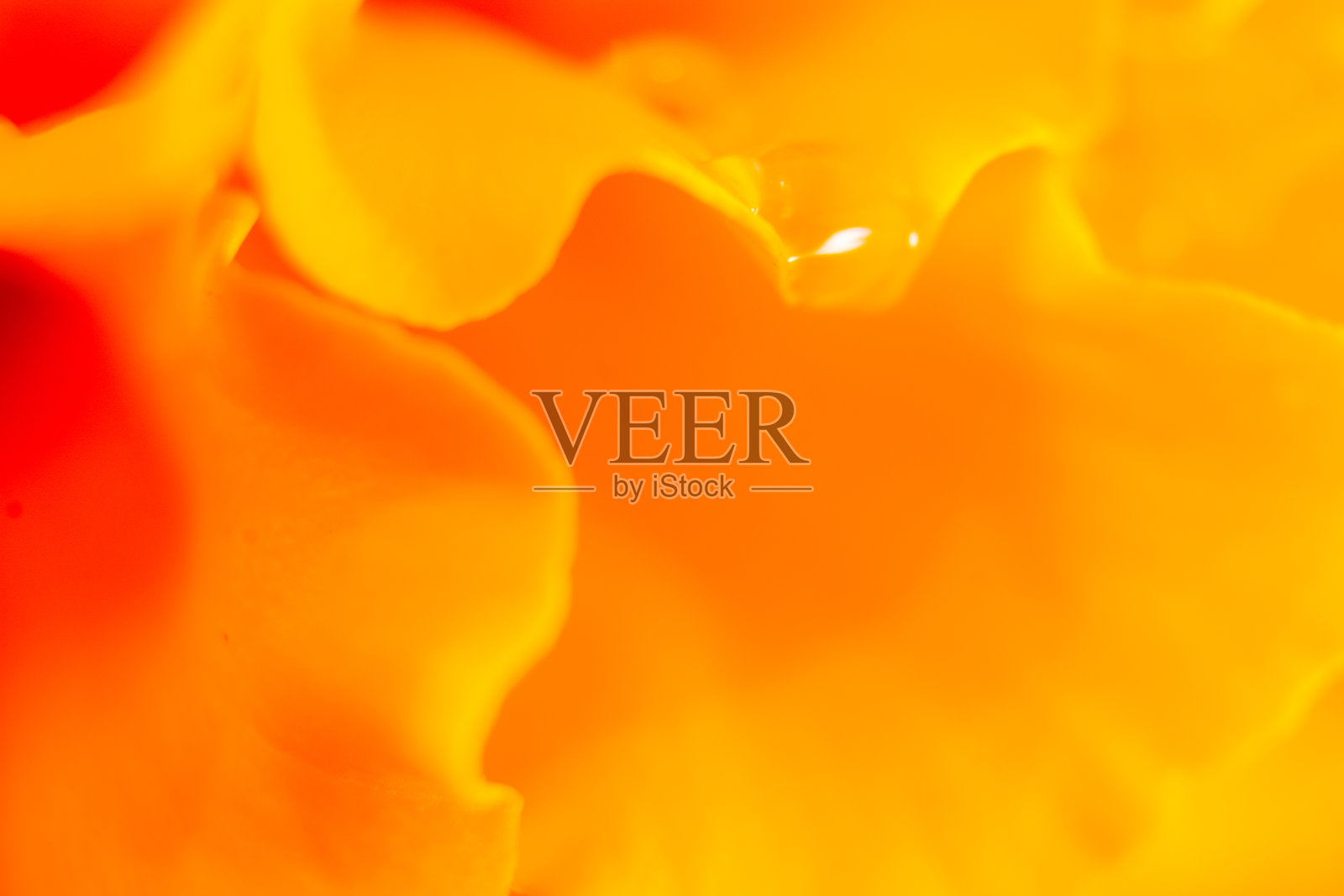 万寿菊的微距摄影照片摄影图片