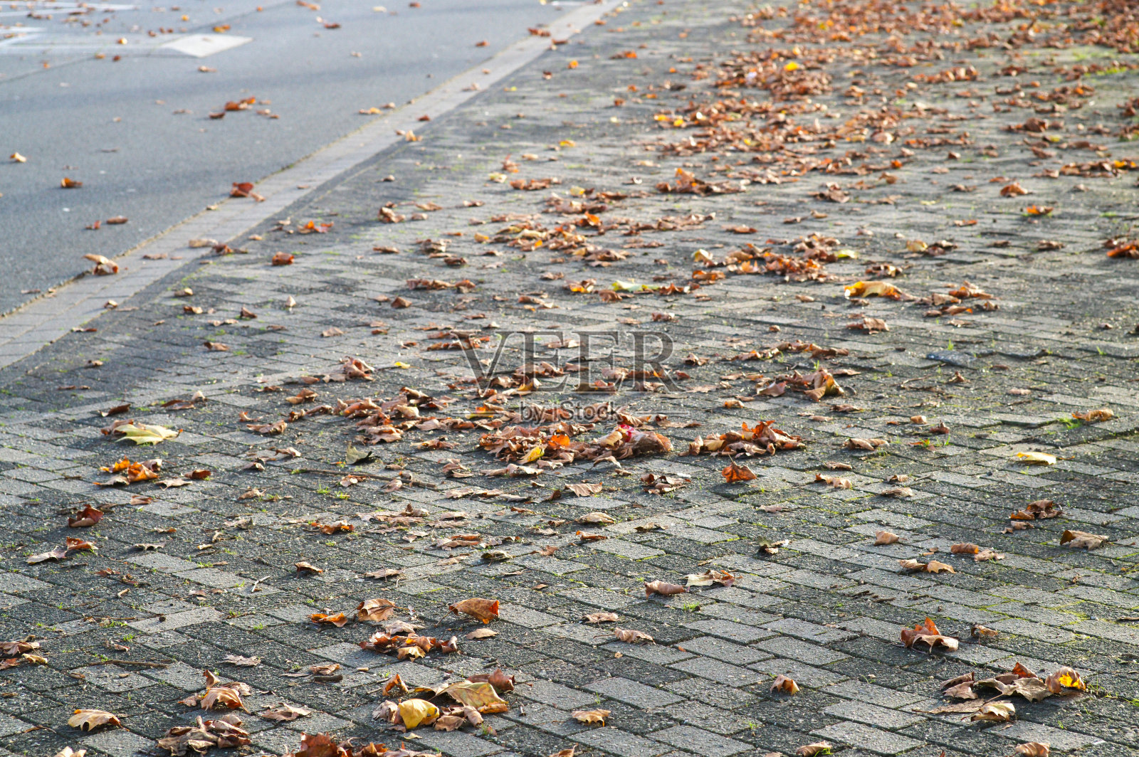 秋天落叶覆盖着城市人行道上的铺路石照片摄影图片