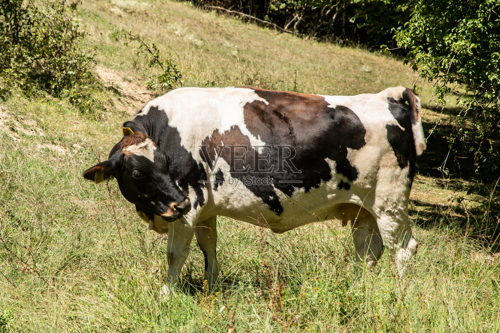 奶牛在阳光明媚的山间草地上自由吃草照片摄影图片