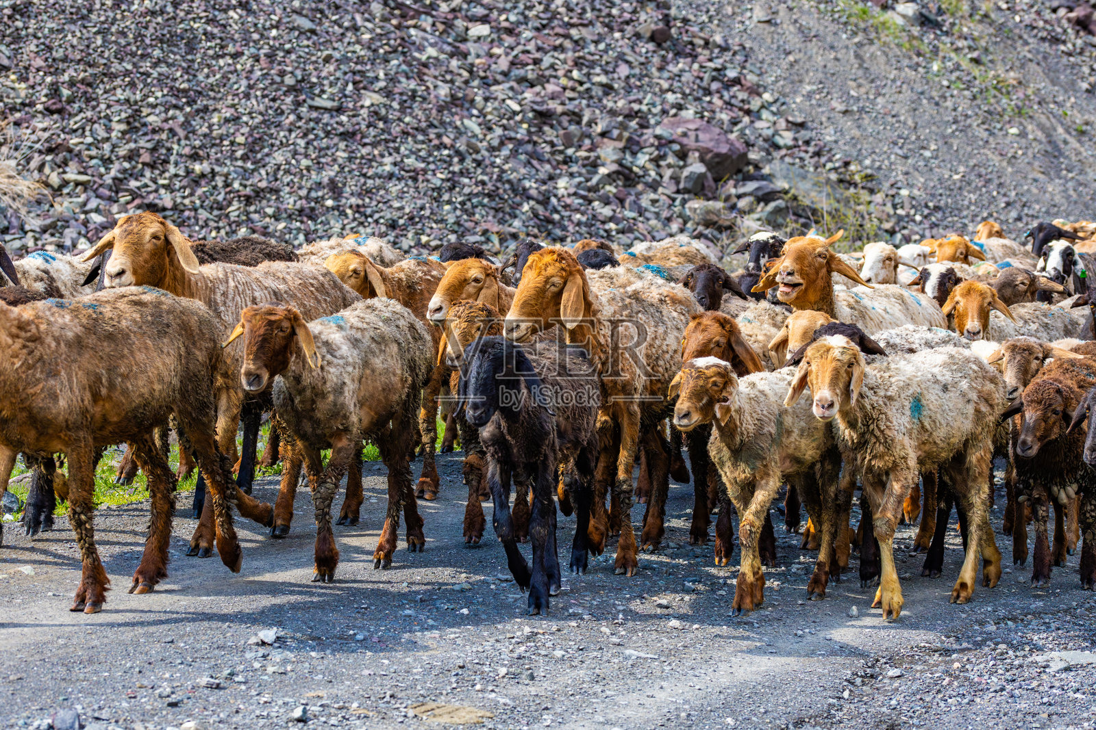 成群的绵羊在山区碎石路上行走照片摄影图片