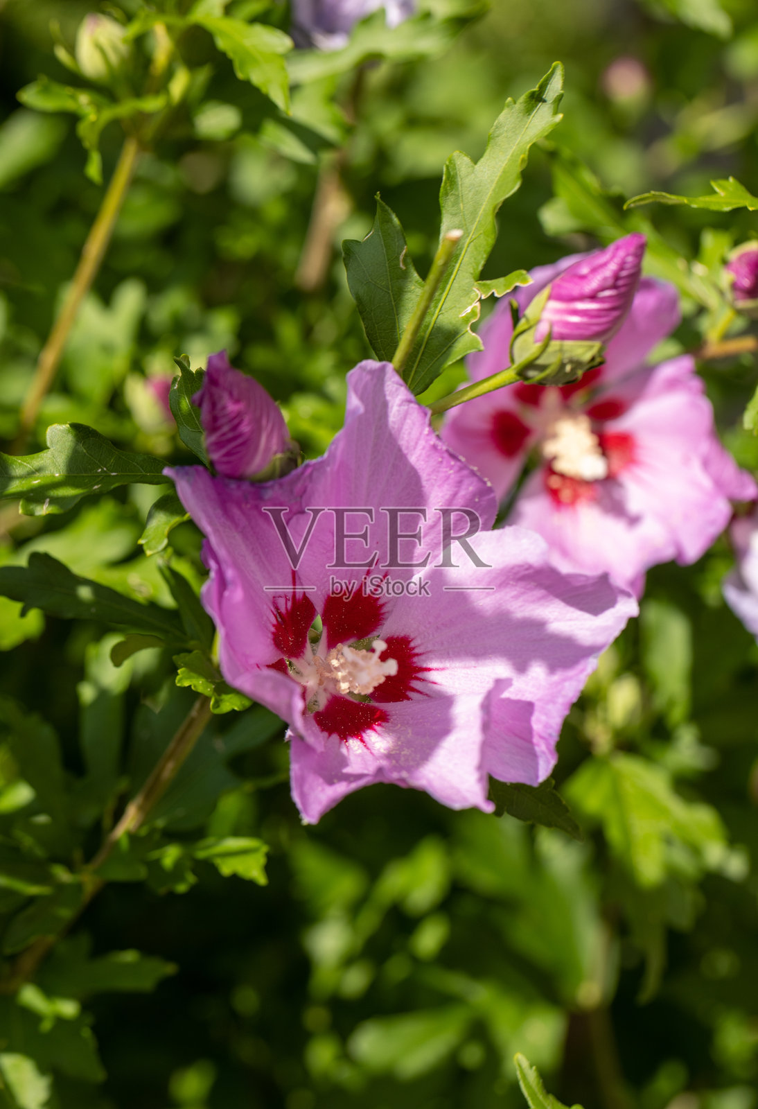 花园里盛开的粉色芙蓉花枝照片摄影图片