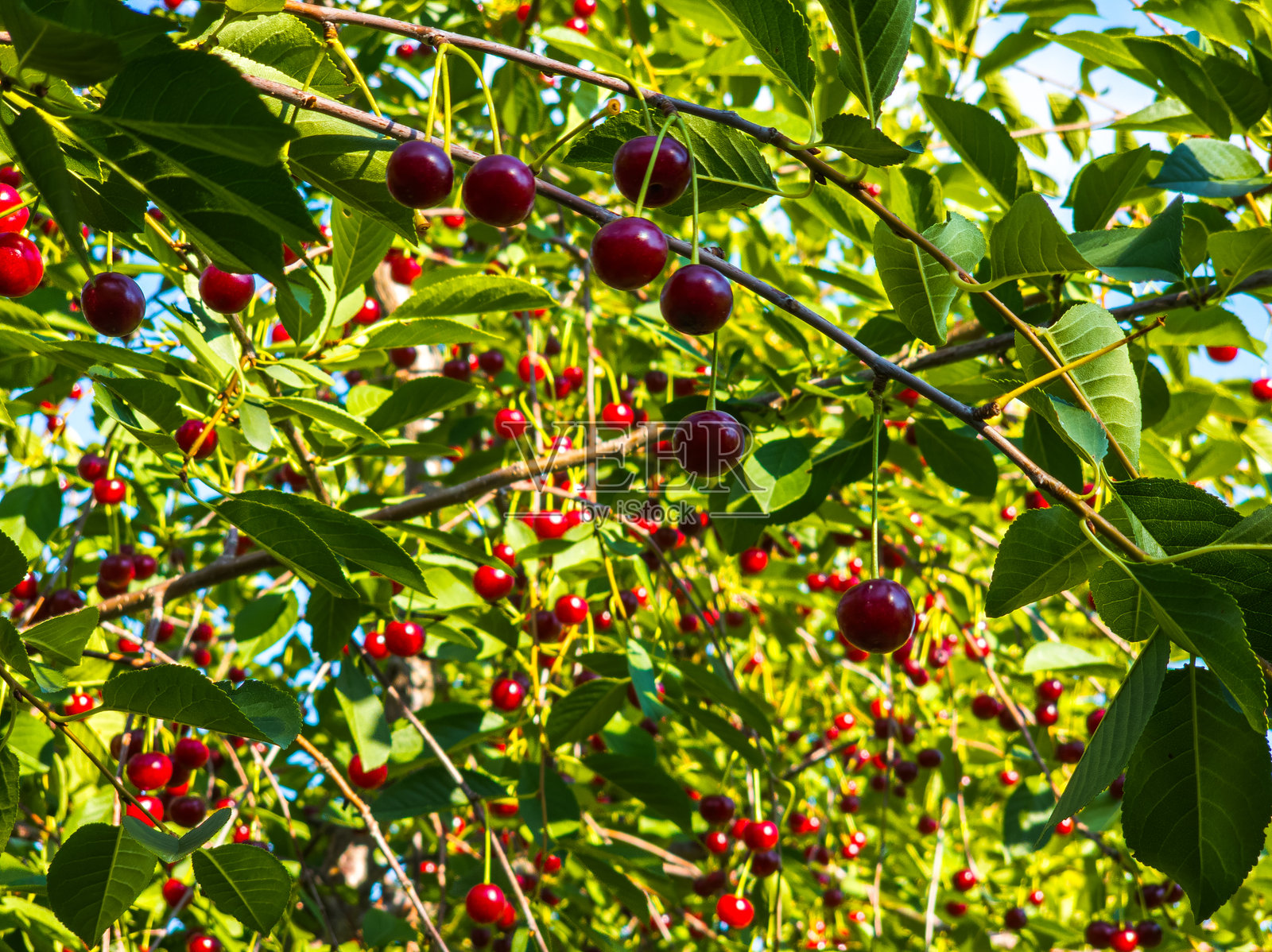 阳光明媚的果园里，树枝上结满了成熟的樱桃照片摄影图片