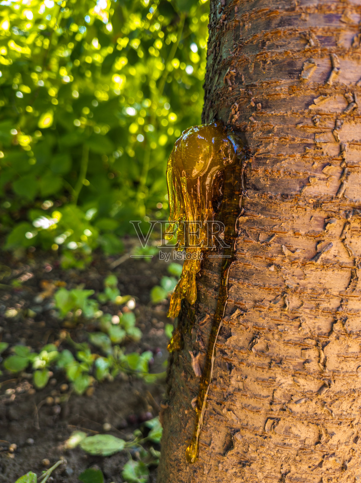 森林中樱桃树树干特写，琥珀色的树脂正在滴落照片摄影图片