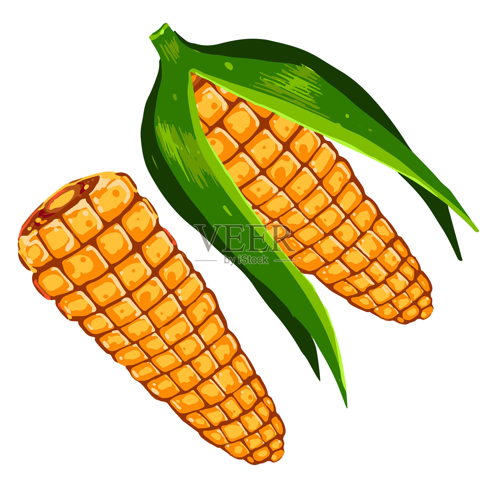 两根成熟的玉米棒带绿叶的矢量插画。手绘玉米植株，孤立在白色背景上。插画图片素材