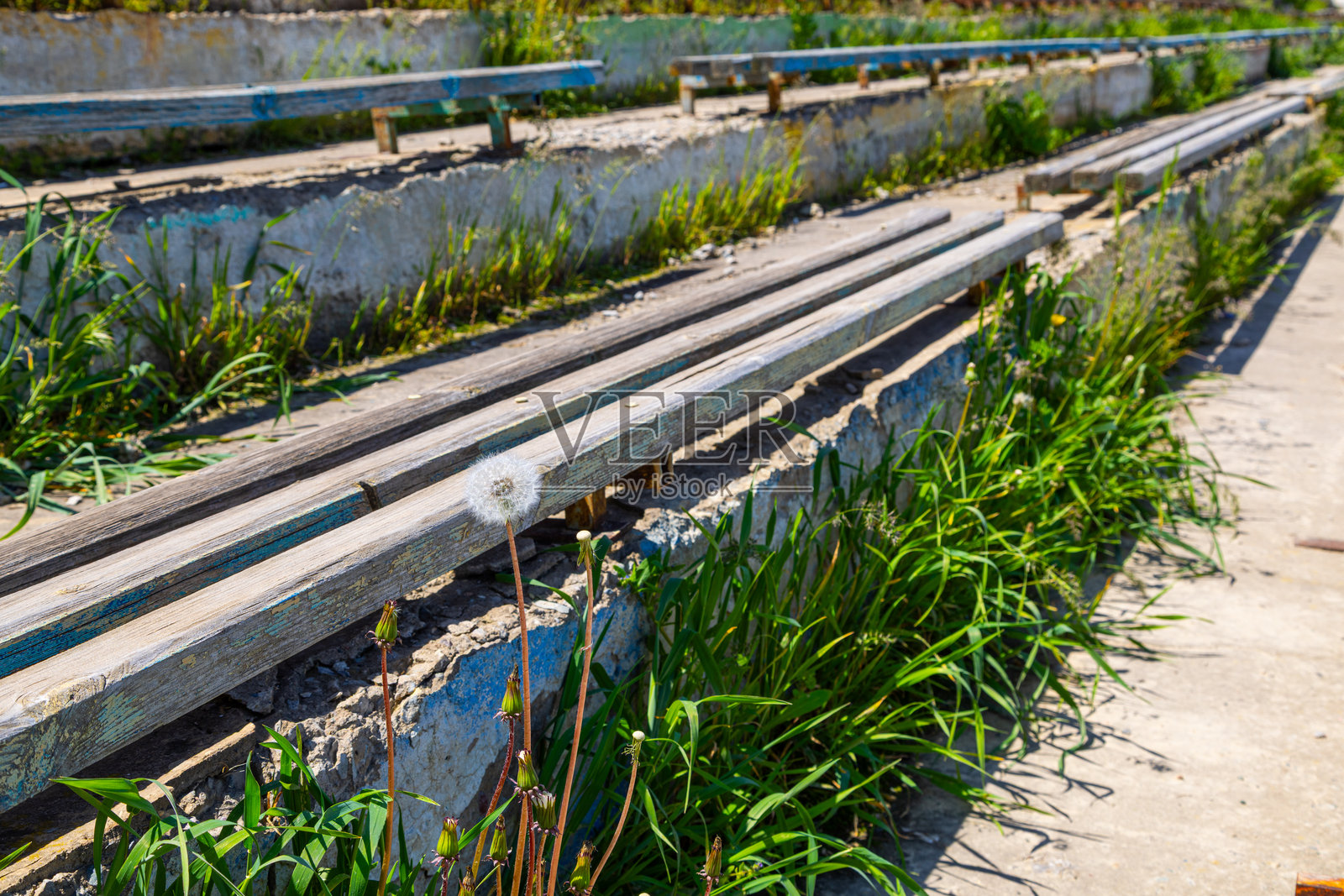 长满杂草的看台上的木制长椅和蒲公英照片摄影图片