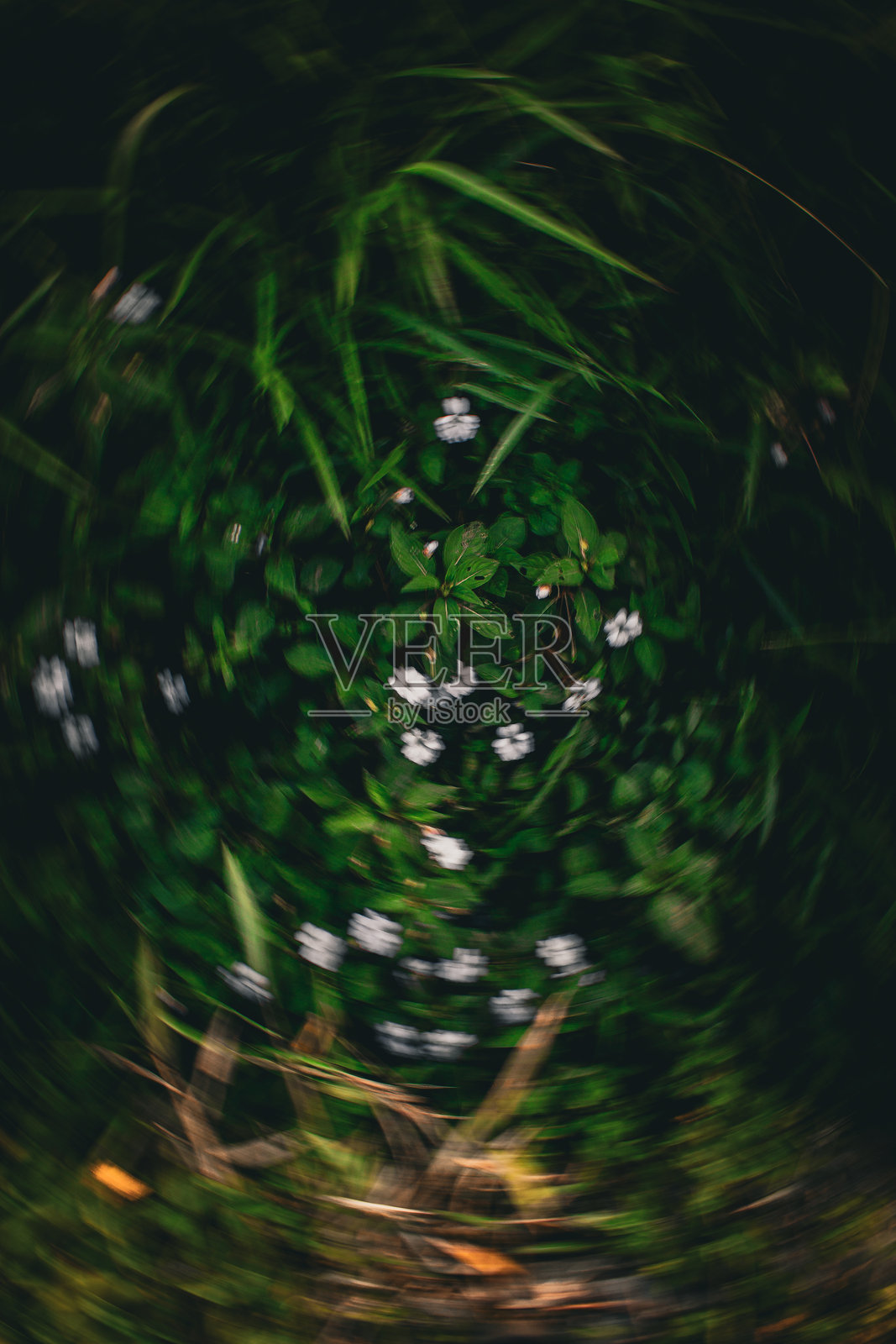 绿色草地中野花旋转的动态模糊照片摄影图片