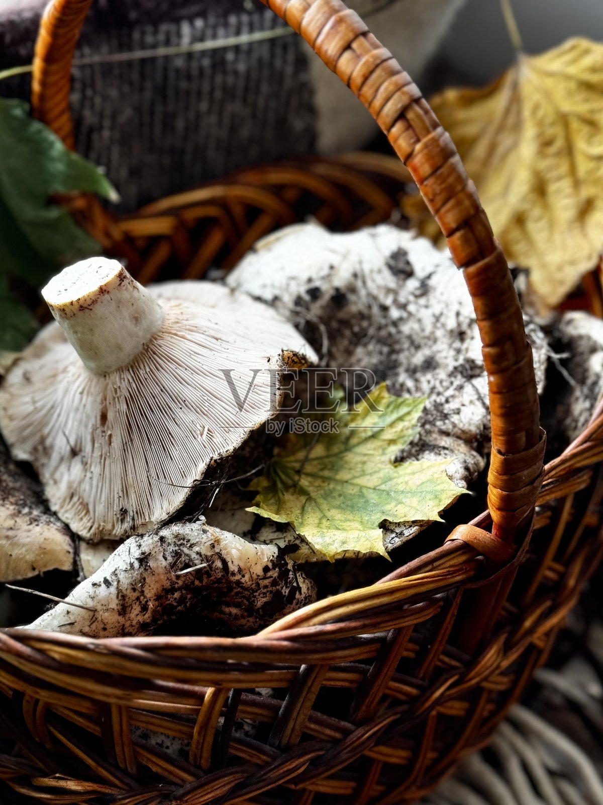 篮子里的乳酪蘑菇照片摄影图片