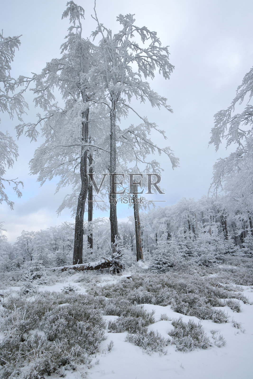 覆盖着霜的参天大树构成了一片宁静的冬日景象。地面被白雪覆盖，空气中弥漫着平和而寒冷的气息。照片摄影图片