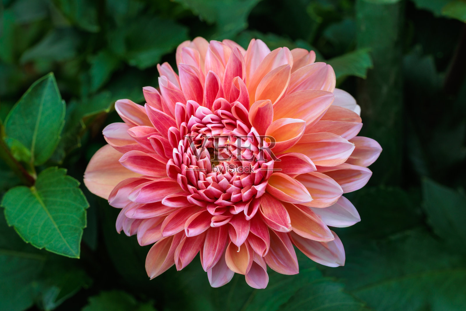 夏日花园里盛开的美丽橙色大丽花特写。照片摄影图片