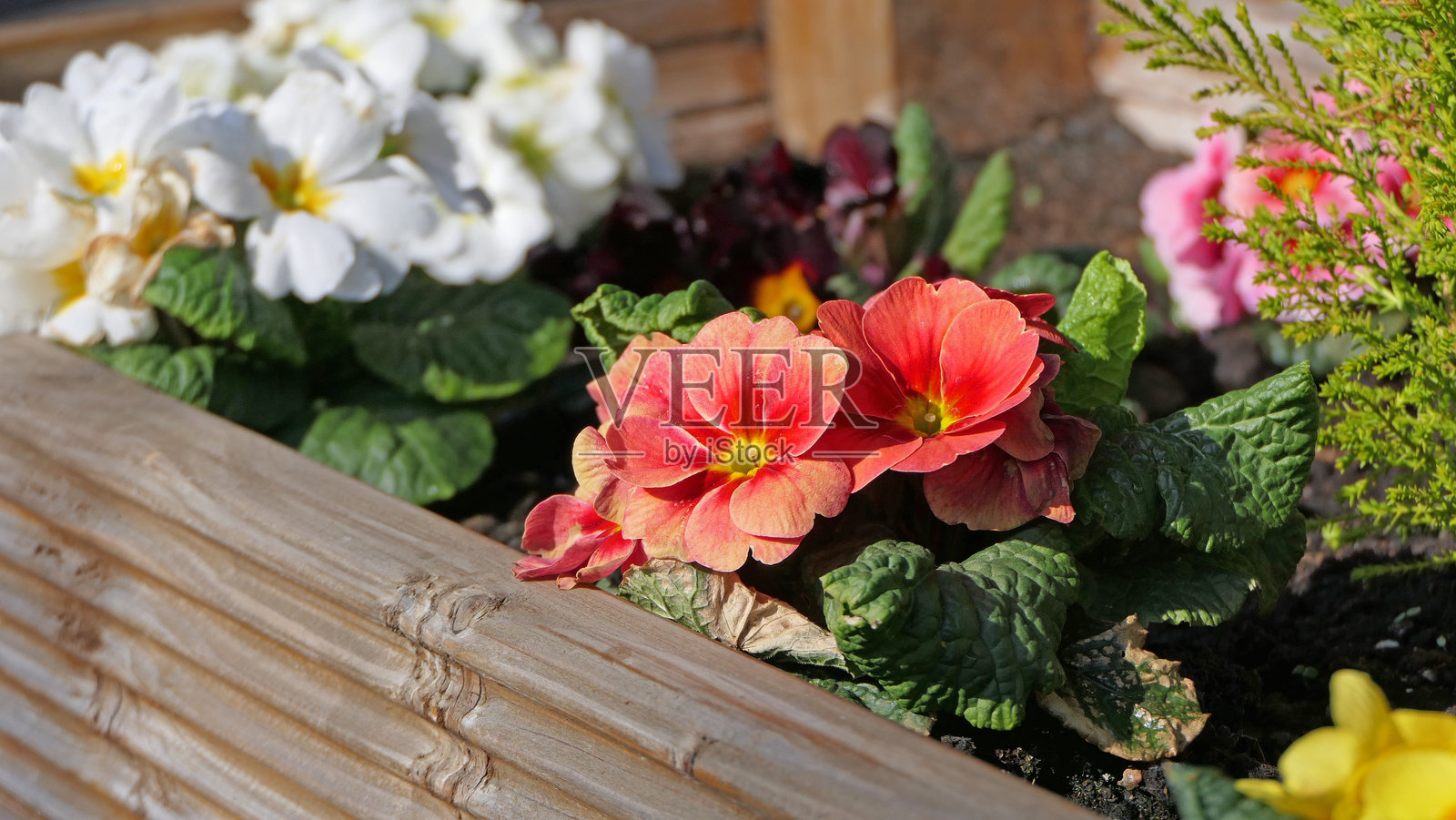 春天里，花盆中色彩斑斓的报春花竞相绽放，构成一幅美丽的景象。照片摄影图片