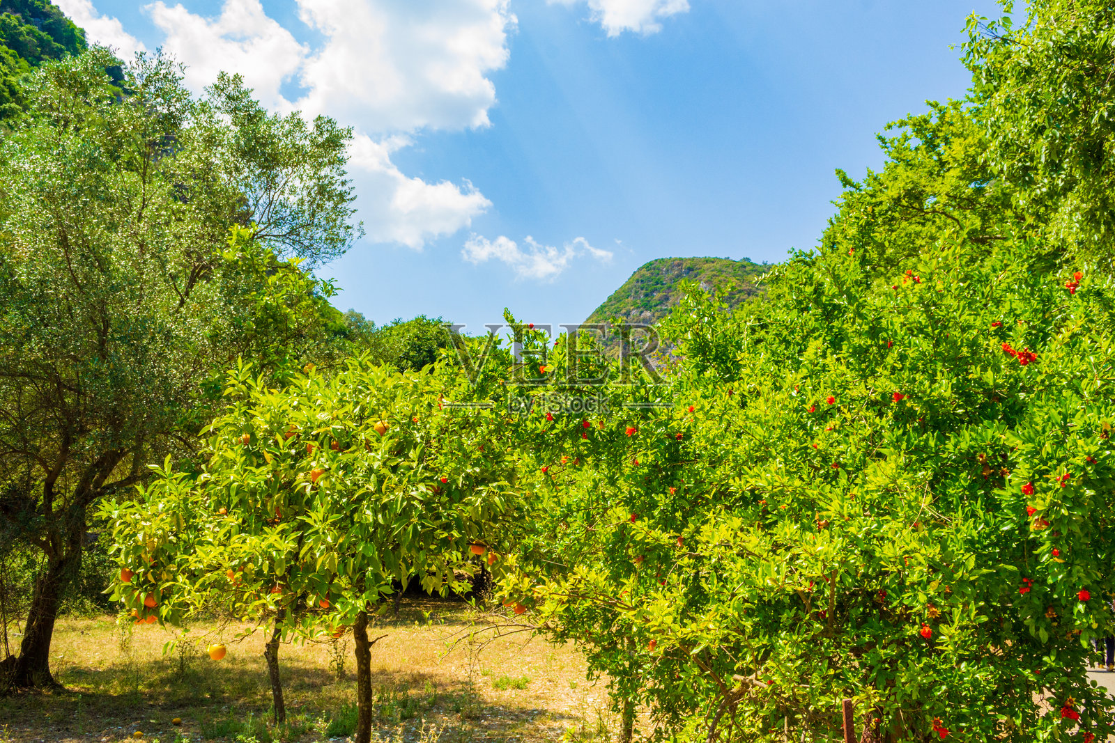 希腊莱夫卡达的柑橘林照片摄影图片