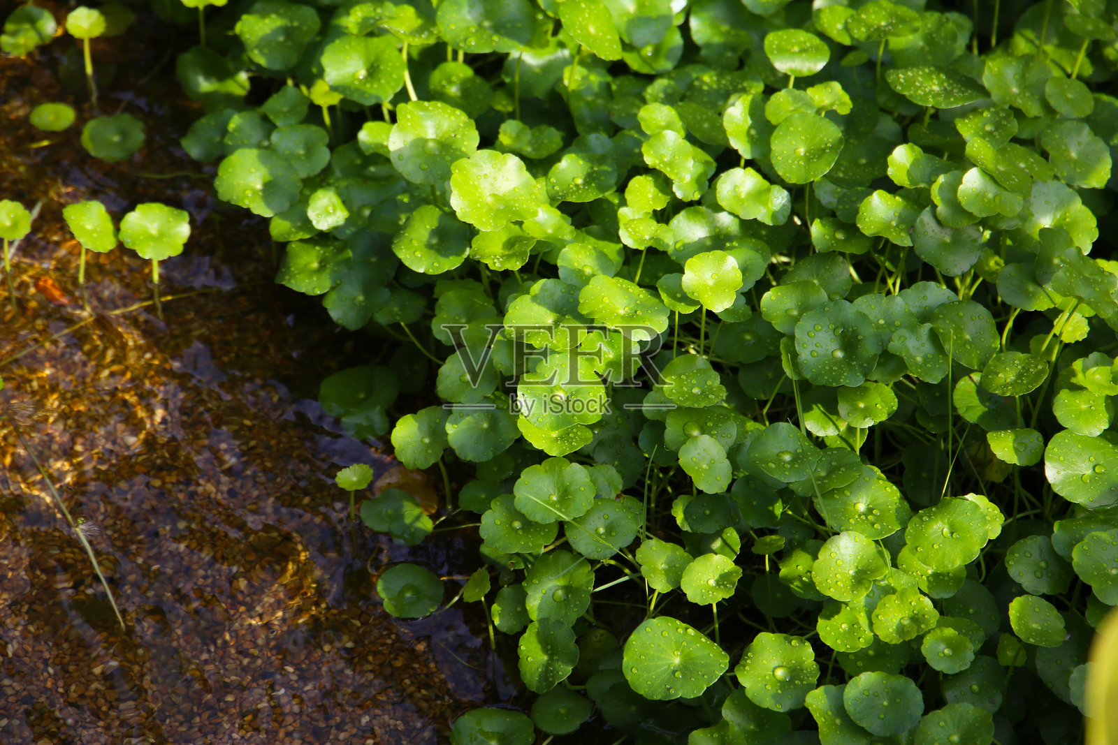 生长在清澈溪流旁、溪底有鹅卵石的绿色的积雪草叶片，上面带着新鲜的水滴。照片摄影图片