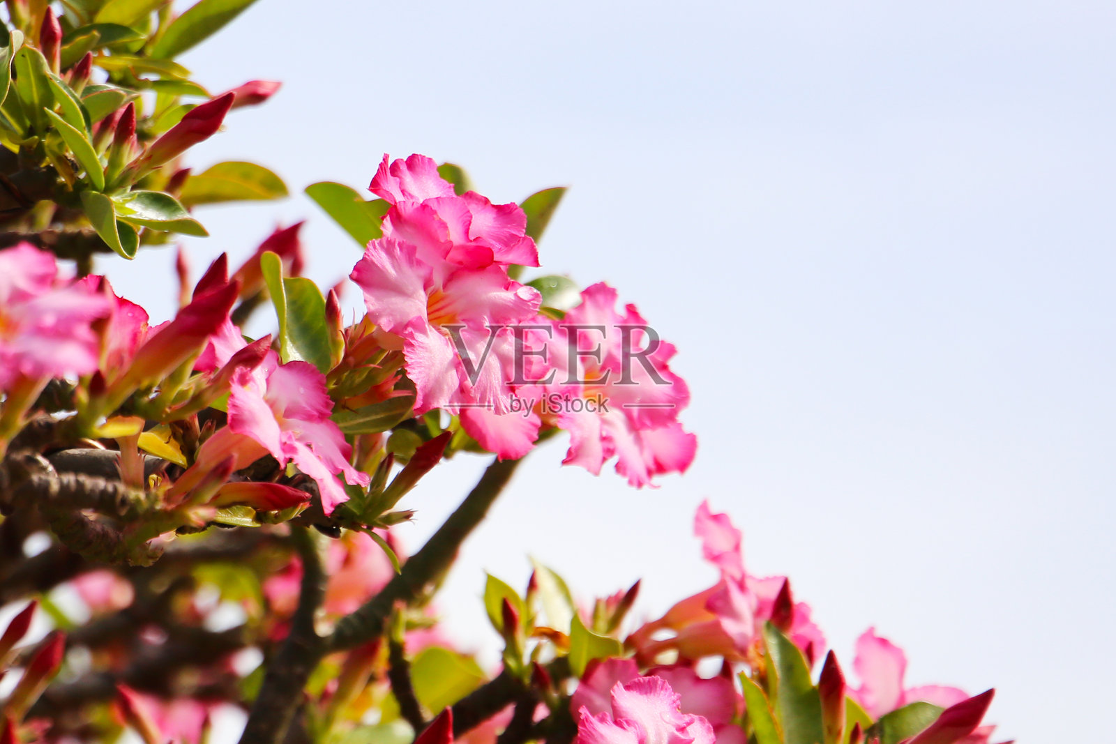 沙漠玫瑰（Adenium obesum），盛开的粉色沙漠玫瑰花。照片摄影图片