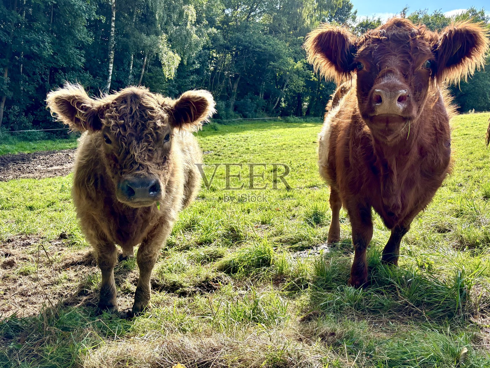 两头牛在绿色的牧场上享受阳光。照片摄影图片