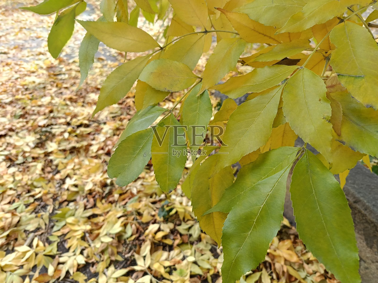 特写镜头：黄色的纹理状白蜡树叶照片摄影图片