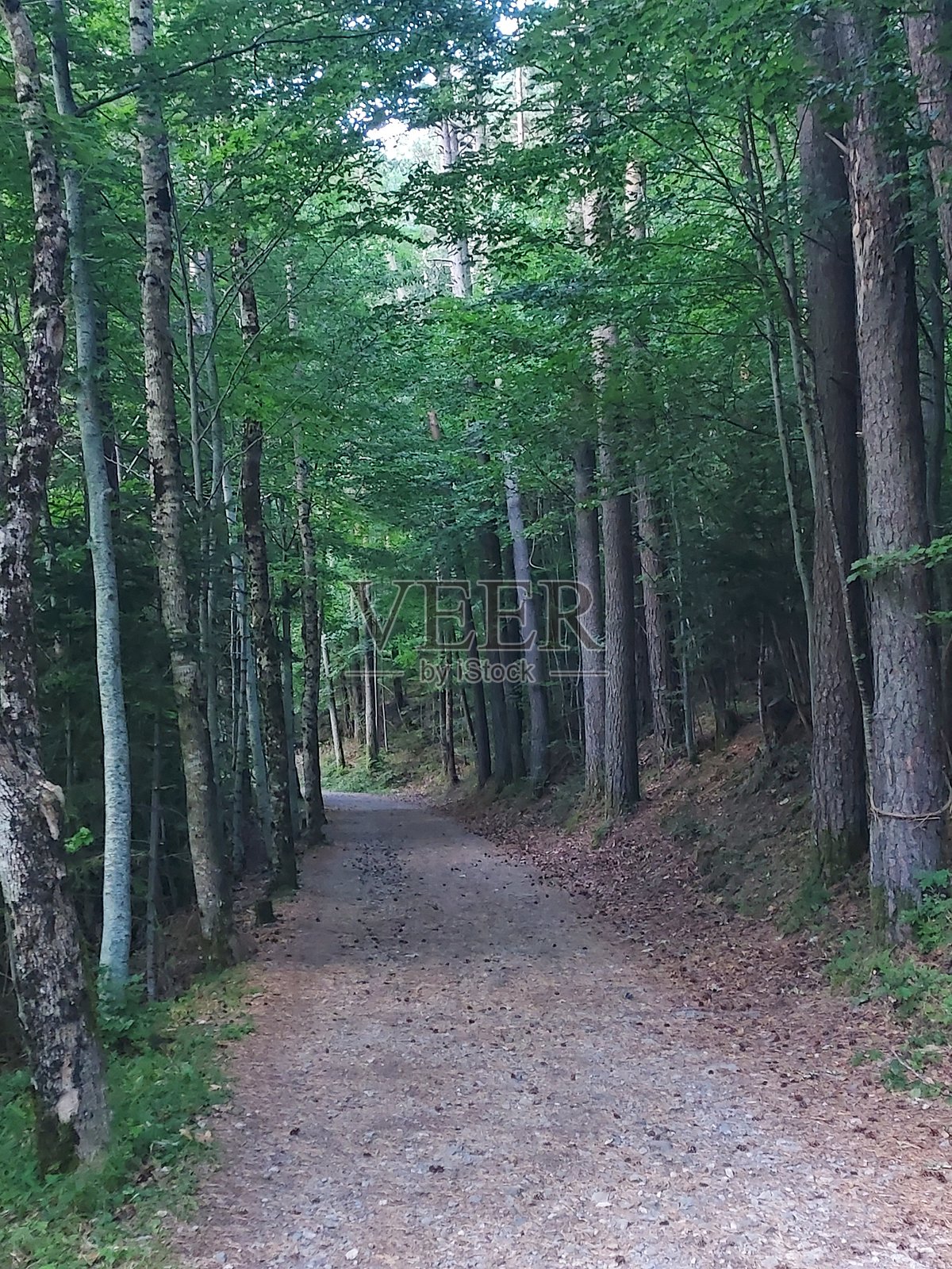 2024 - 坎弗兰克车站自然保护区 - 比利牛斯山照片摄影图片