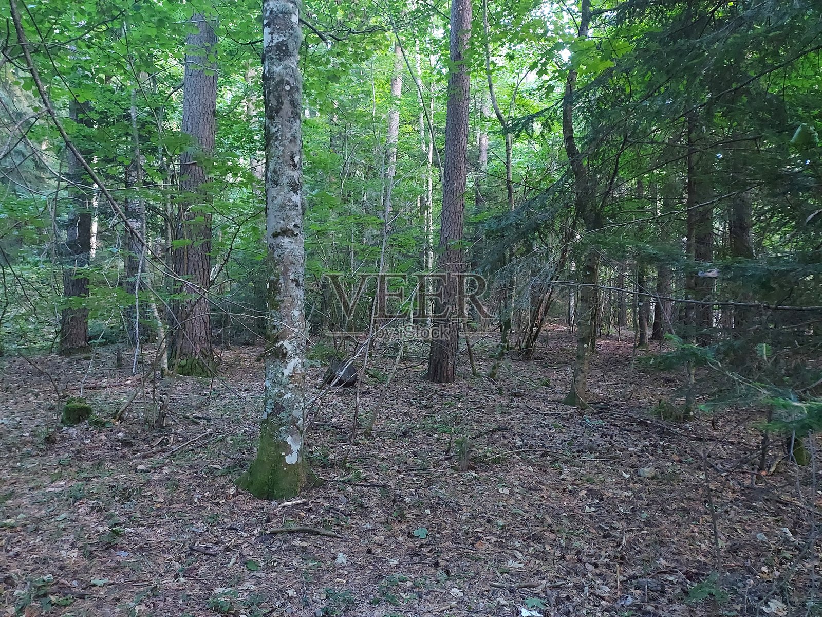 2024 - 坎弗兰克车站自然保护区 - 比利牛斯山照片摄影图片