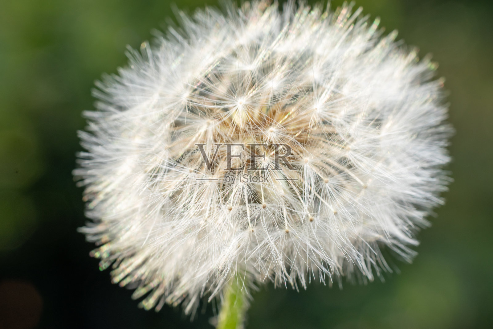 蒲公英特写照片照片摄影图片
