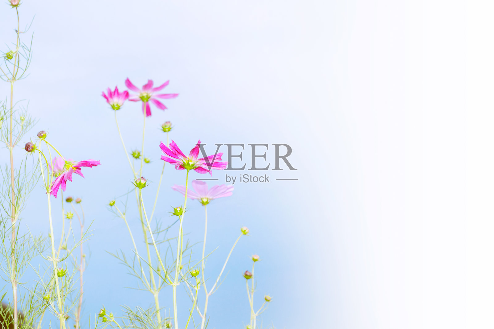 夏日风光背景下的多彩波斯菊。照片摄影图片