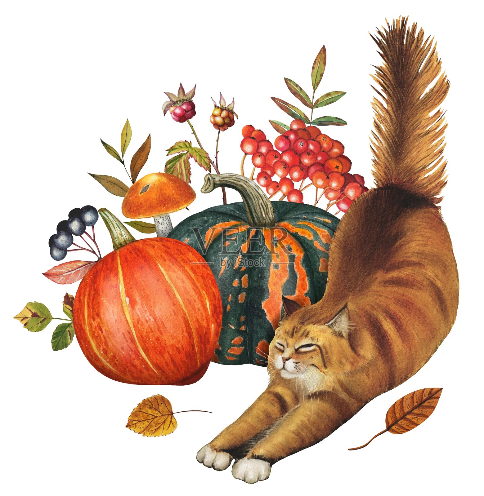 手绘构图，包含丰收、南瓜、浆果、猫、秋叶。水彩插画。插画图片素材