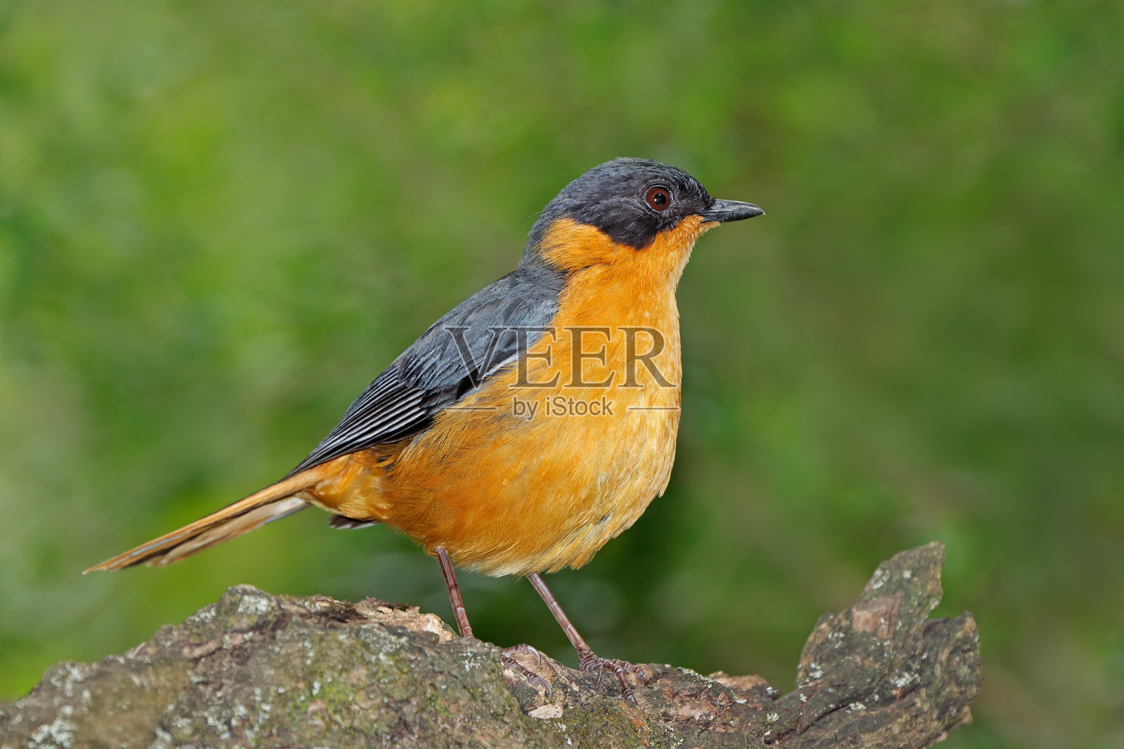 一只色彩斑斓的歌唱家知更鸟（Cossypha dichroa）栖息在树枝上，南非照片摄影图片