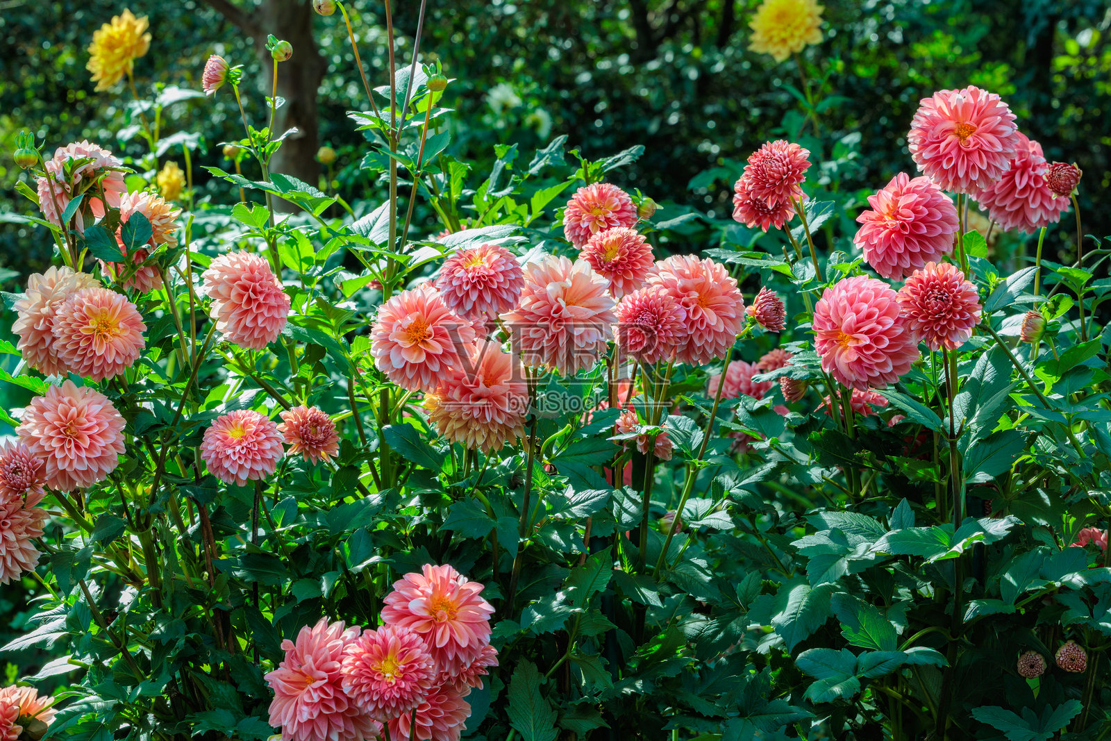 盛夏花园里盛开的美丽橙色大丽花。照片摄影图片