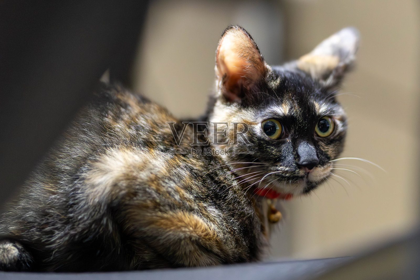 黑猫照片摄影图片