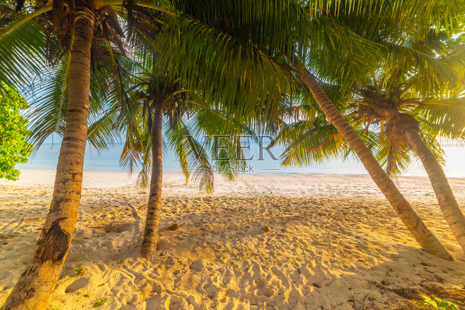 日落时分热带海滩上的椰子树照片摄影图片