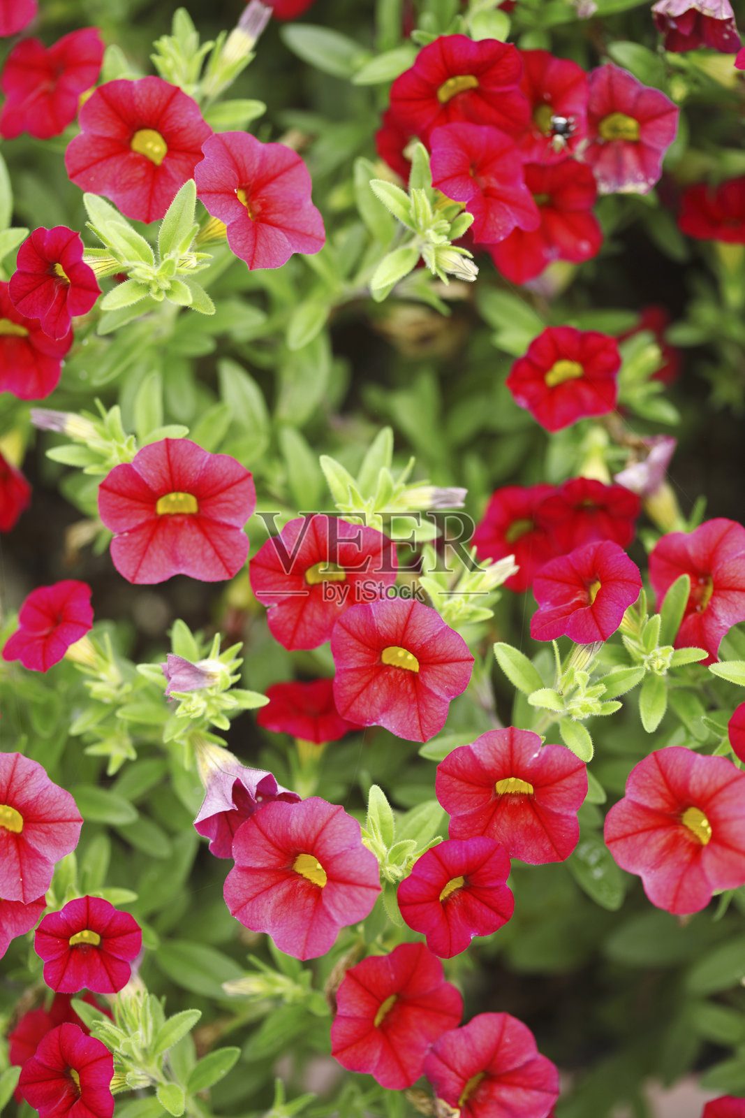 百万小铃照片摄影图片