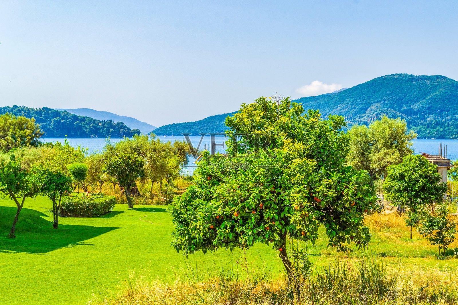 希腊莱夫卡达岛的柑橘园，美丽的风景照片摄影图片