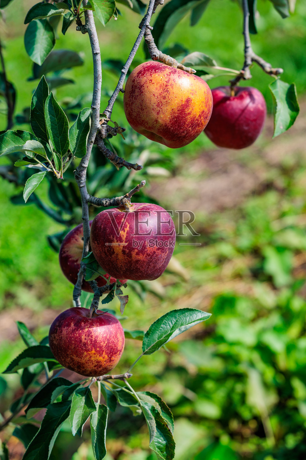 秋季美味的阿基拜苹果园景观照片摄影图片