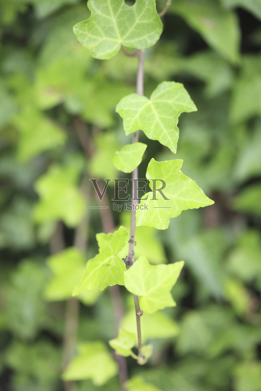 常春藤照片摄影图片