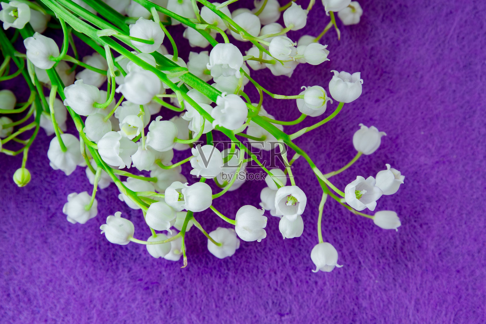 在充满活力的紫色背景上，精致的白色铃兰花盛开，构成一幅优雅的春日景象照片摄影图片
