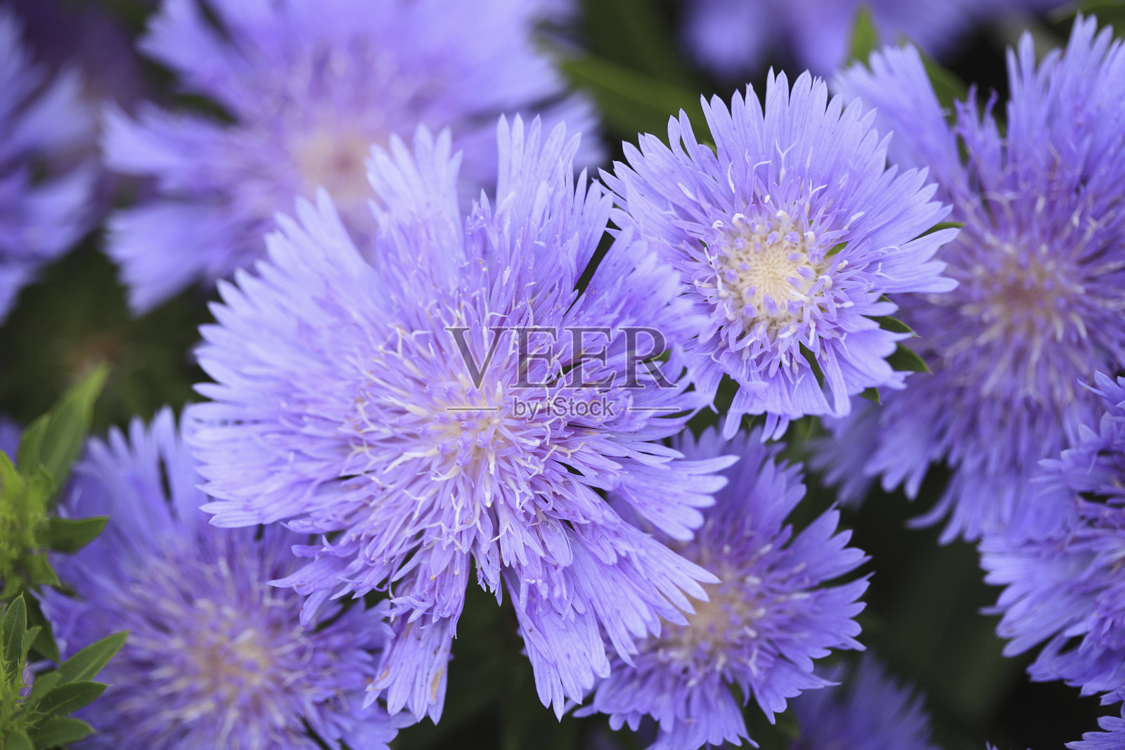 紫色的花朵照片摄影图片