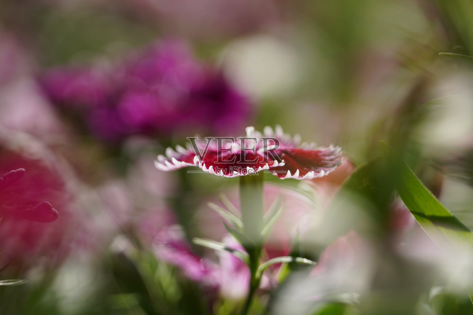 花园里盛开着五彩缤纷的春花。照片摄影图片