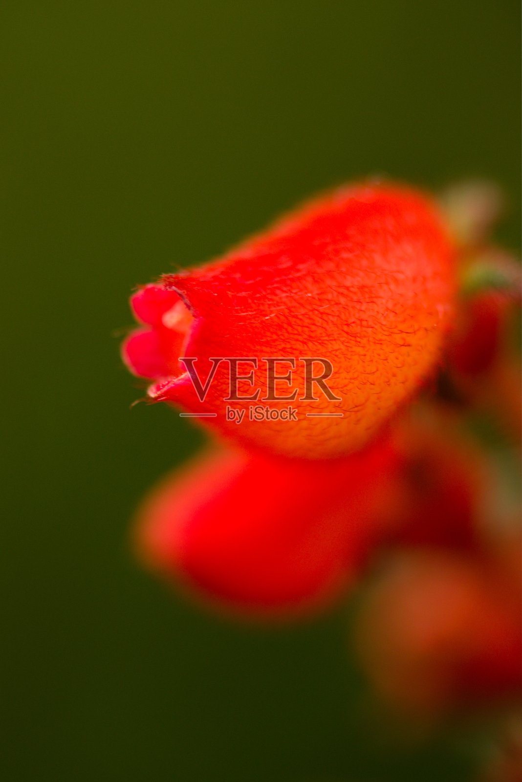 植物名录2025 - 红色热带花卉（毛茸茸的异国情调的花朵特写）照片摄影图片