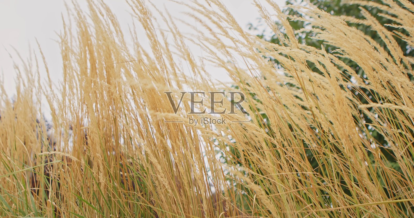 金黄色的麦田在微风中摇曳照片摄影图片