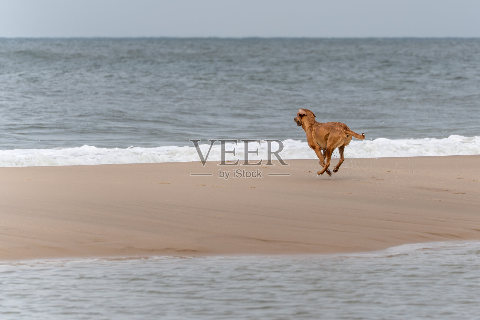 一只棕色的狗在海滩上，靠近海浪，快乐地奔跑着，耳朵在风中飘动。照片摄影图片