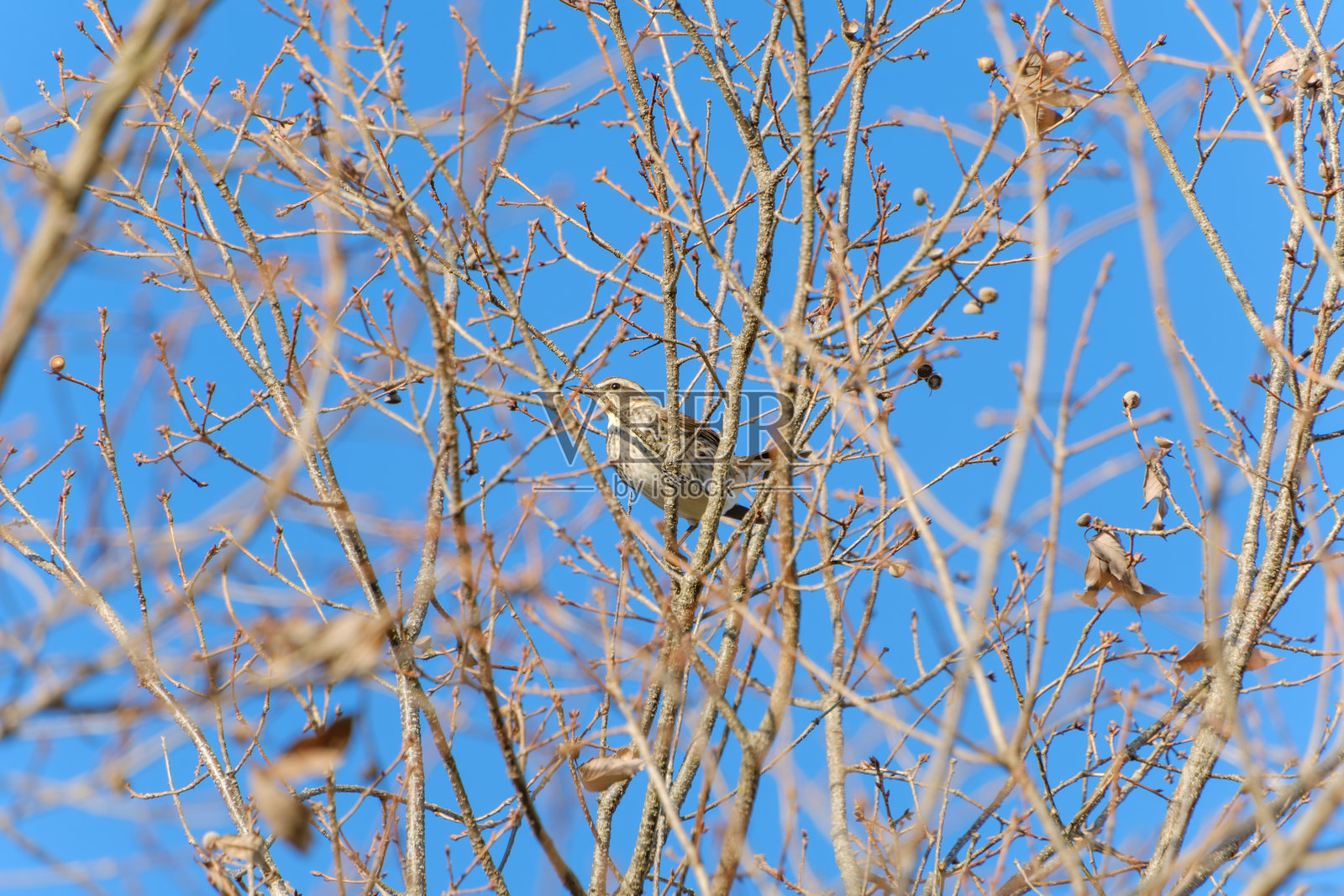 蓝天背景下，一只鸟栖息在光秃秃的树枝上照片摄影图片
