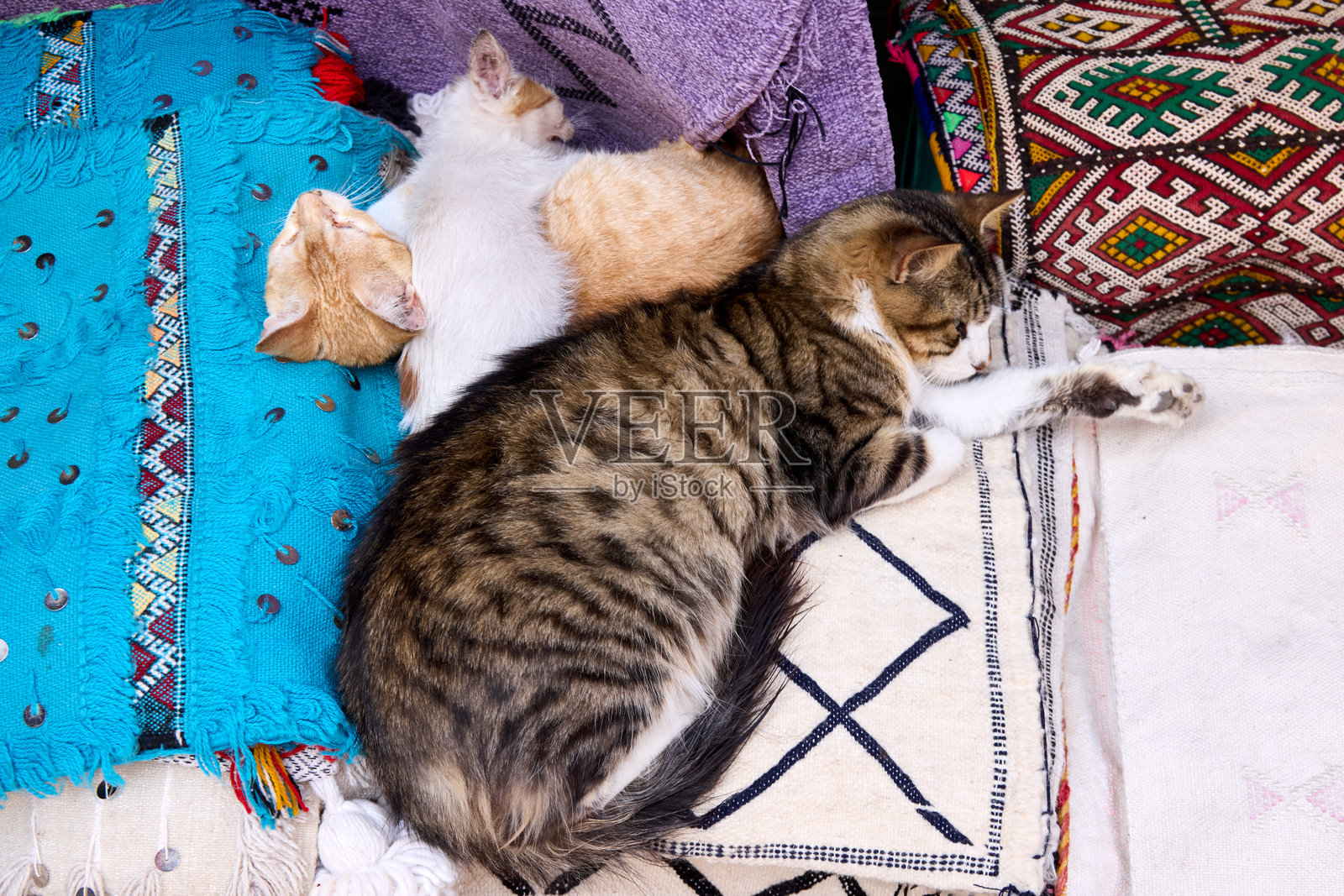 两只猫在舒适的摩洛哥空间里，在色彩鲜艳的纺织品上安详地打盹。温暖的色彩和纹理在这个迷人的环境中营造出宁静的氛围。照片摄影图片