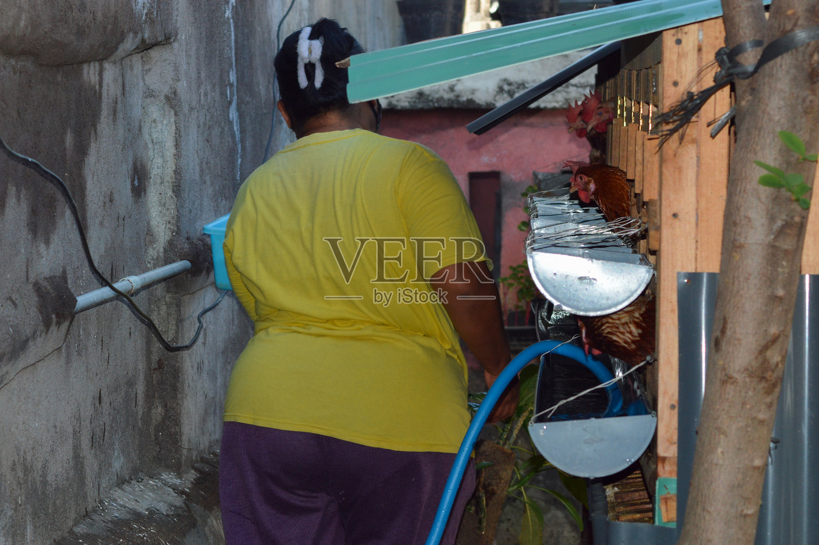 母亲提着鸡饲料容器，正在给饮水器加水照片摄影图片