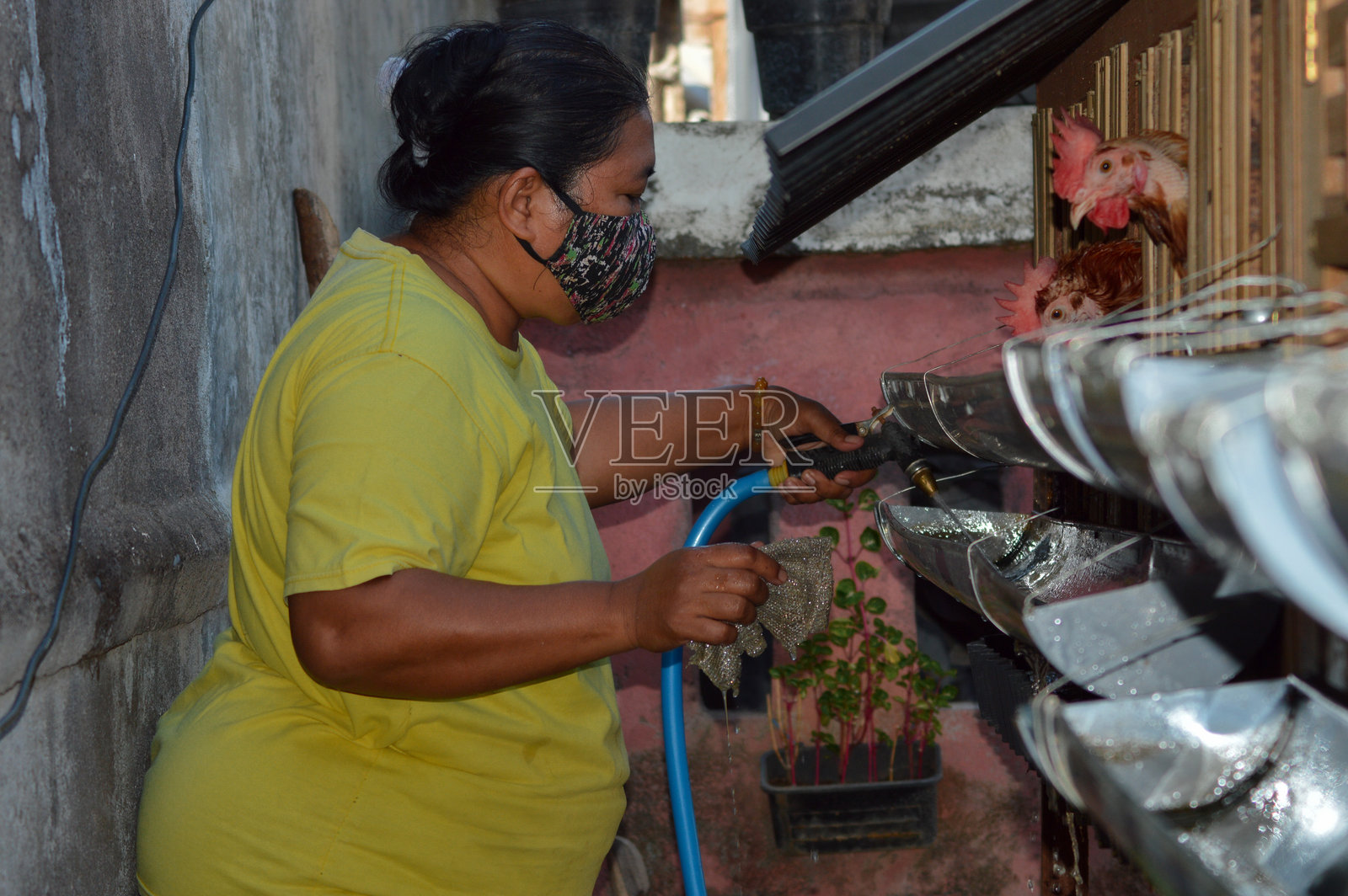 母亲正在仔细地擦拭和喷洒鸡用饮水管照片摄影图片