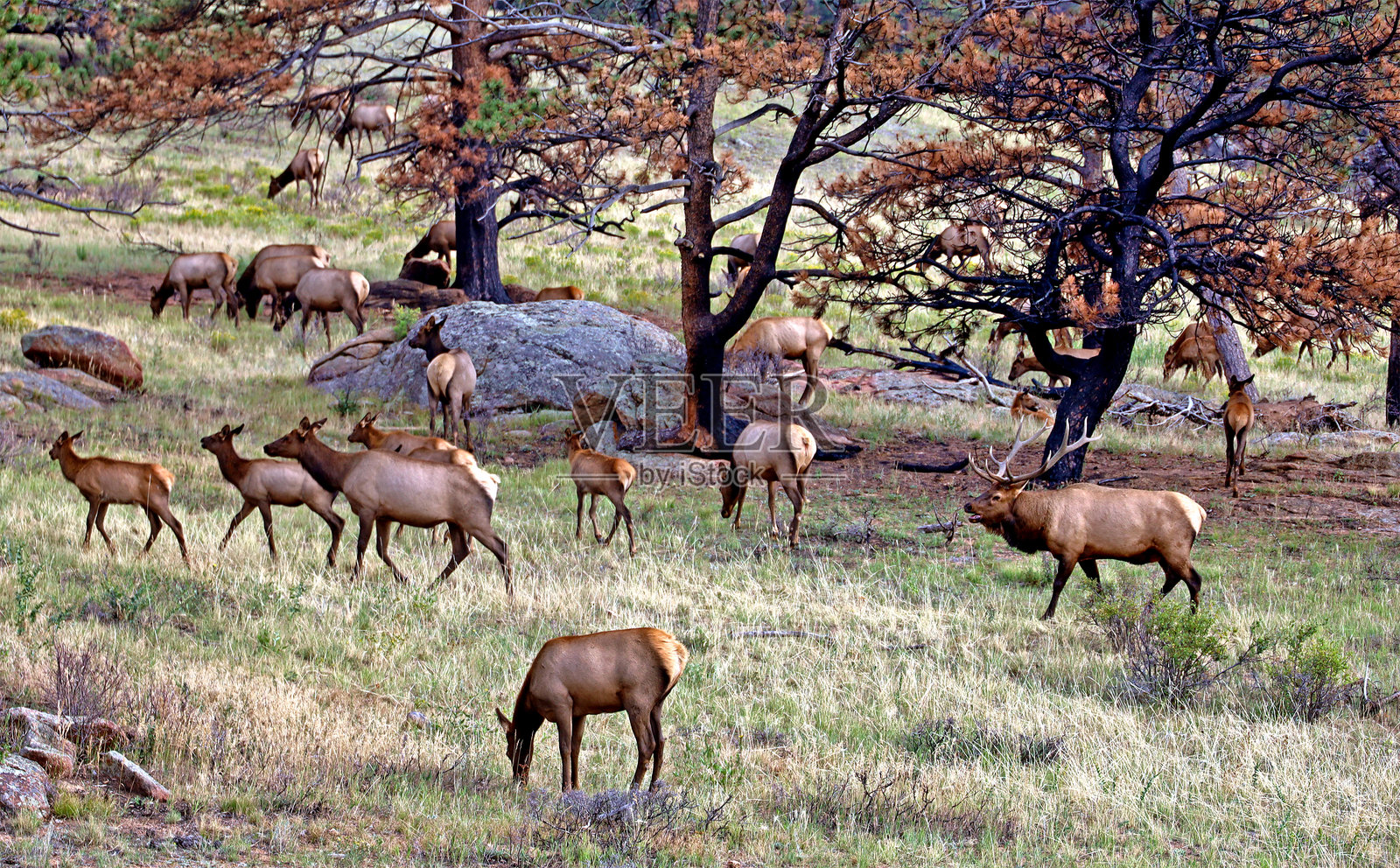 科罗拉多麋鹿发情期照片摄影图片