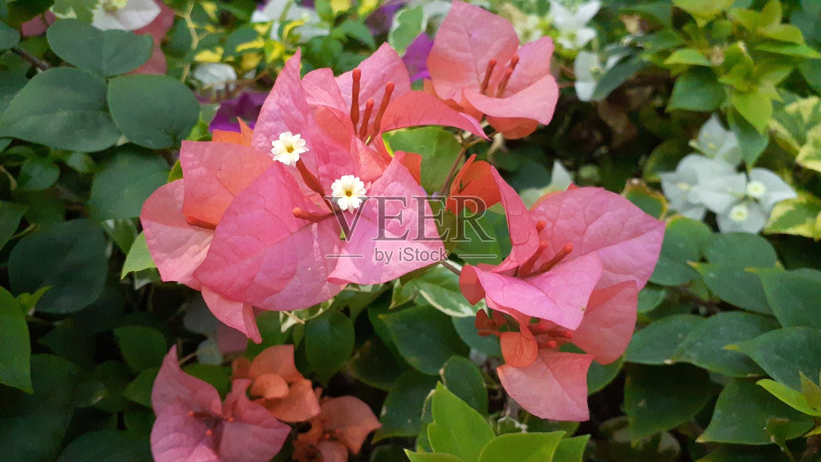 三角梅照片摄影图片