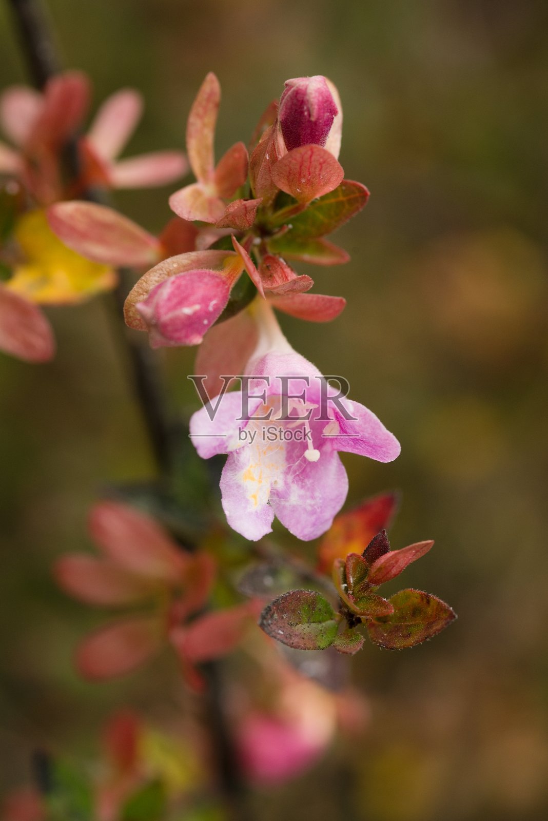植物名录 2025 - 匍匐倒挂金钟 (Creeping Fuchsia Blossom)照片摄影图片