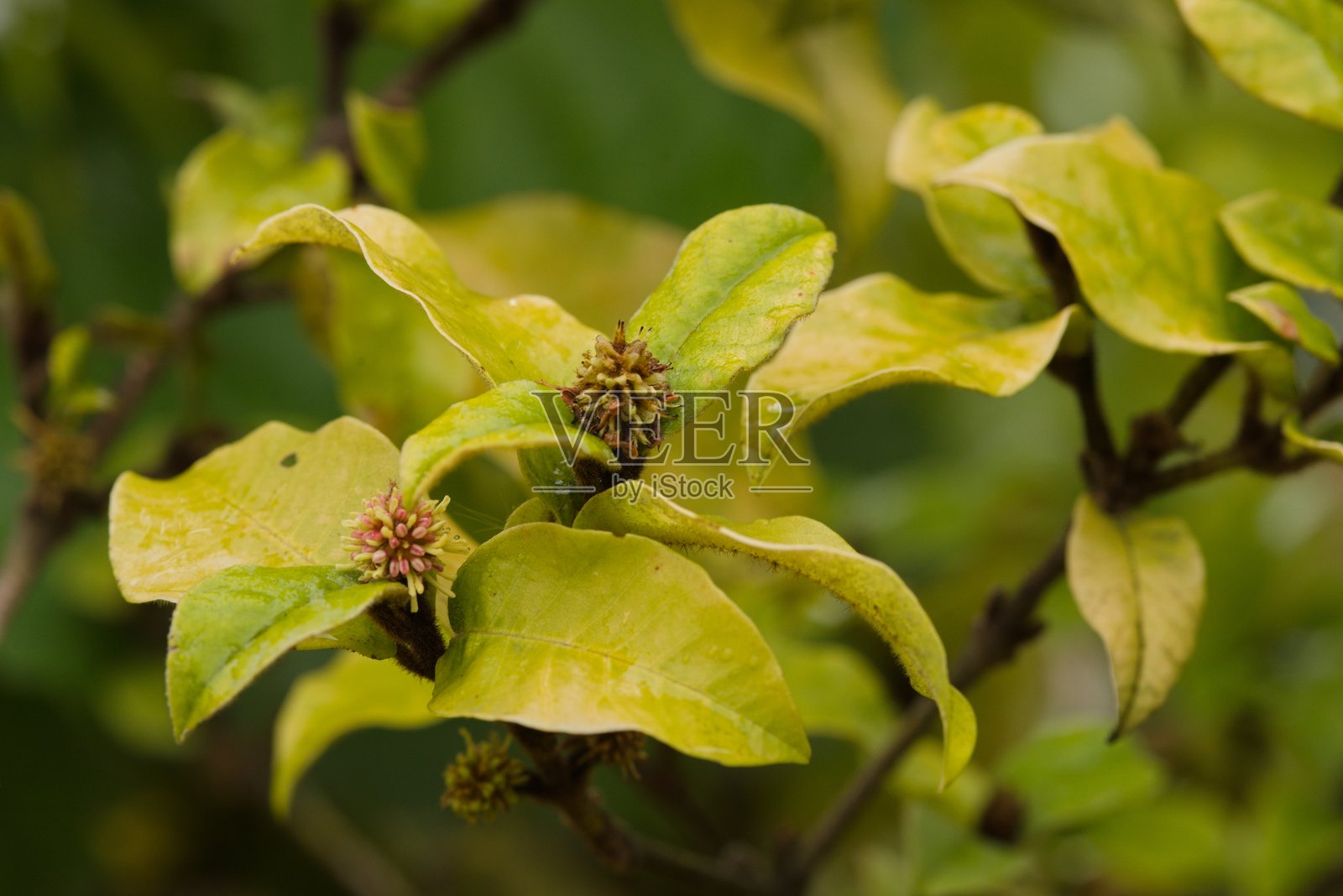 植物名录 2025 - Trichocladus crinitus (非洲金缕梅)照片摄影图片