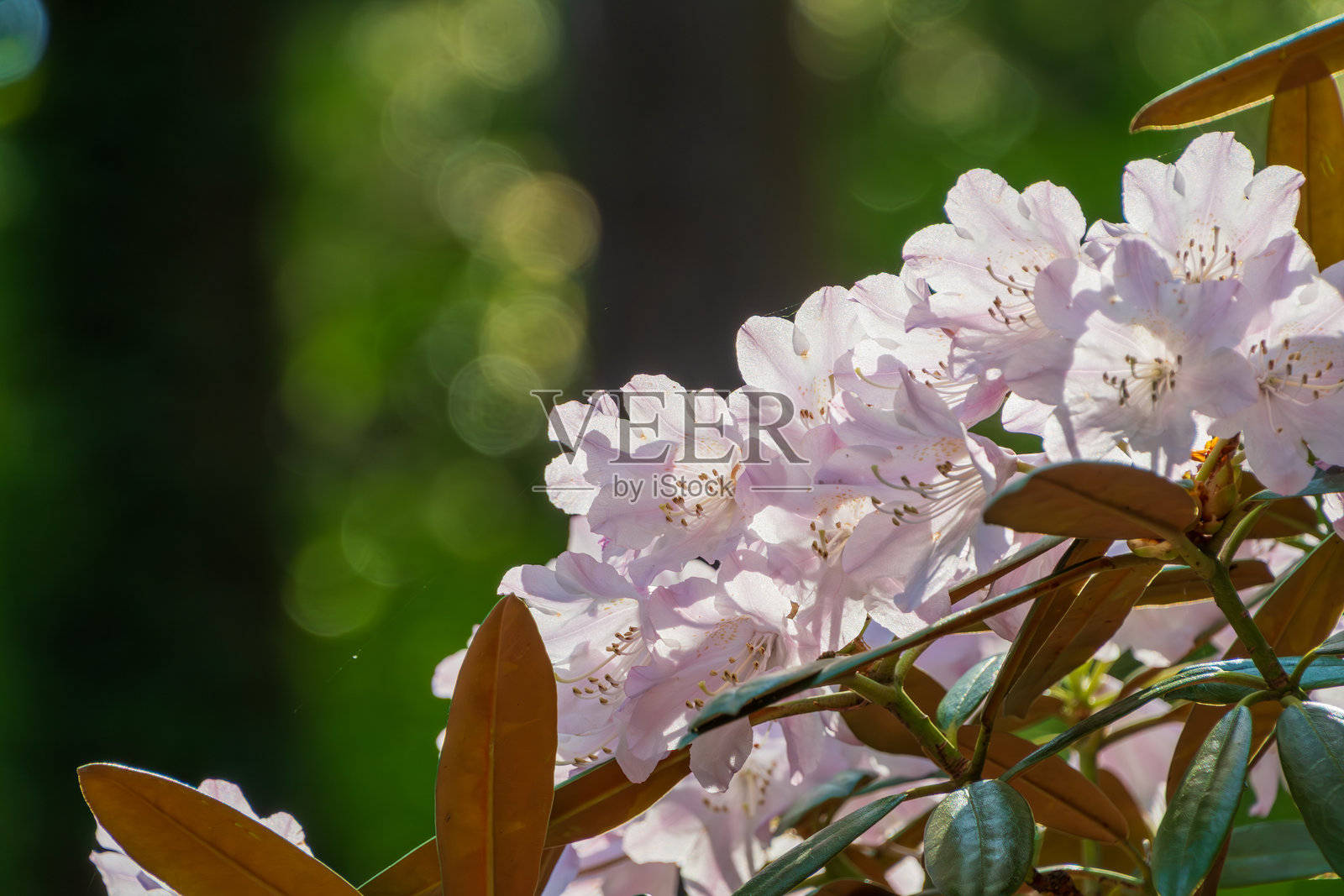 柔和的光线照耀在盛开的杜鹃花上照片摄影图片