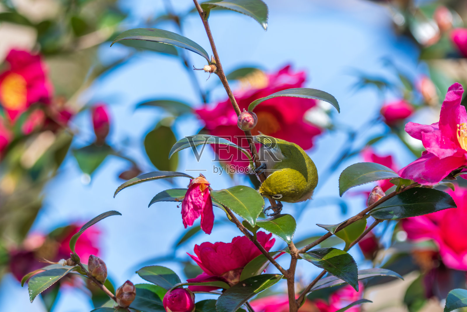 山茶花丛中的日本绣眼鸟照片摄影图片