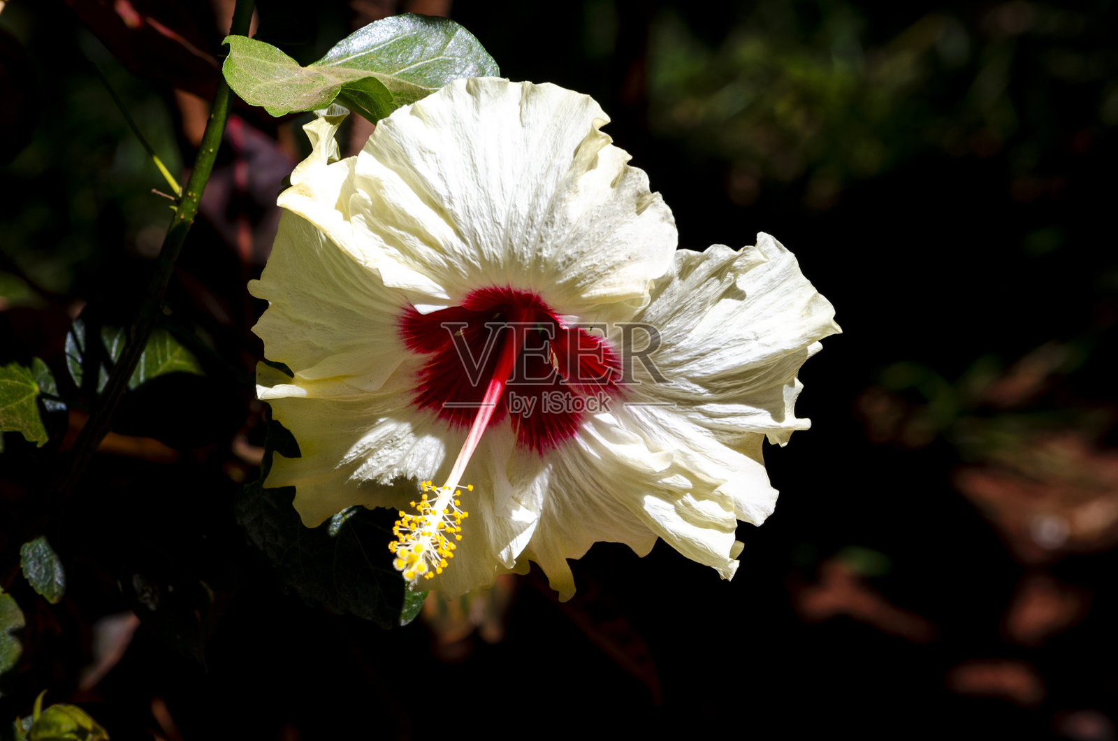 红白朱槿花照片摄影图片