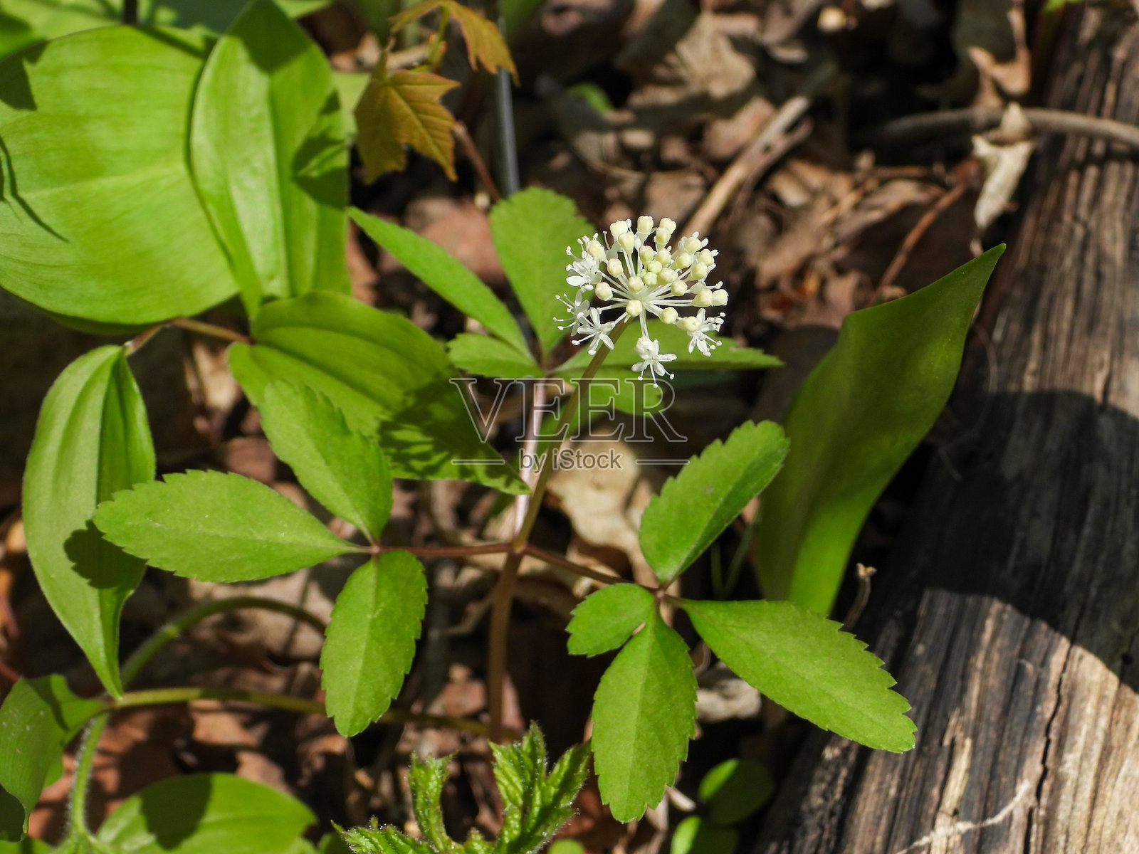 三叶假人参，又名矮人参——北美本土早春林地野花照片摄影图片